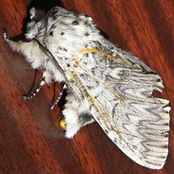 Cerura vinula Cerura vinula